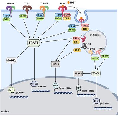 TLR4 Cross-Talk With NLRP3 Inflammasome and Complement Signaling Pathways in Alzheimer's Disease